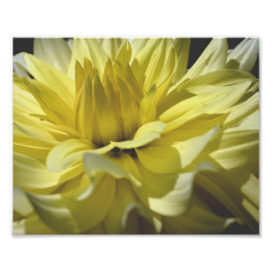 Foto Pétalos Dahlia amarillos 10x8 Flor