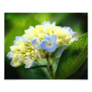 Foto Pétalos de flores de hidrangea azul suave 8x10