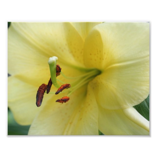 Foto Pétalos de flores de lirio amarillo 8x10 (Frente)
