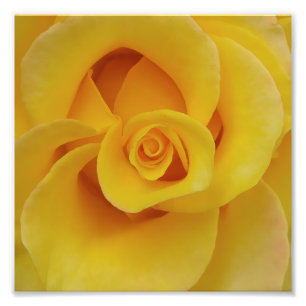 Foto Pétalos de rosa amarilla romántica