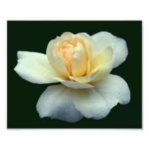 Foto Pétalos de rosa amarillo pálido con gotas de abrig