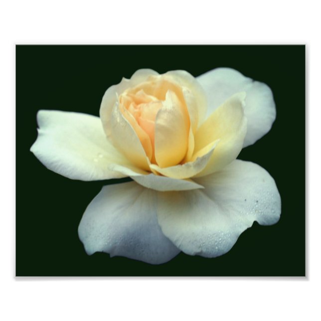 Foto Pétalos de rosa amarillo pálido con gotas de abrig (Frente)