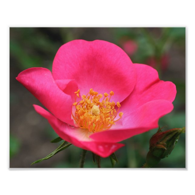 Foto Pétalos de rosa intenso 8x10 (Frente)