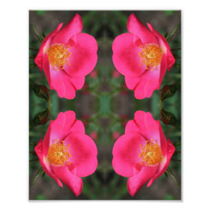 Foto Pétalos de rosa intenso Resumen Arte Floral 8x10