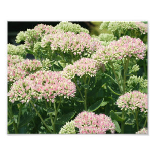 Foto Pétalos de sedum de otoño 10x8 Flower de cierre