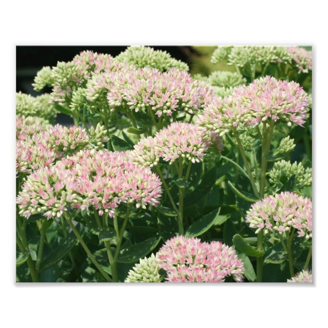 Foto Pétalos de sedum de otoño 10x8 Flower de cierre (Frente)