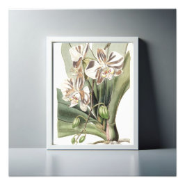 Foto Pétalos Delicados de Orquídea Moth