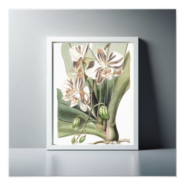 Foto Pétalos Delicados de Orquídea Moth (Frente)