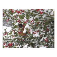 petirrojo refugiándose en un árbol de acebo despué