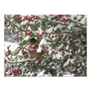 Foto petirrojo refugiándose en un árbol de acebo despué