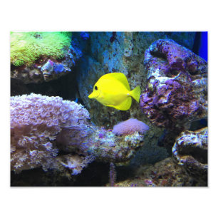 Foto Pez ángel amarillo