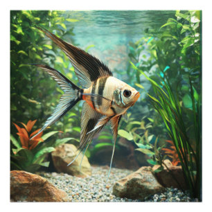 Foto Pez ángel nadando en acuario de agua dulce