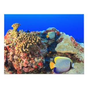 Foto Pez ángel real (Pygoplites diacanthus),