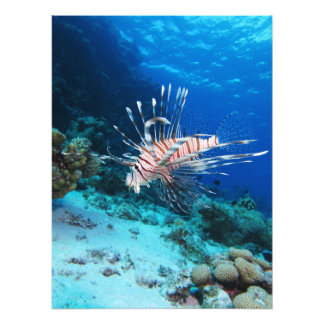 Foto Pez León o Pterois Miles, Pez del Arrecife Oceánic