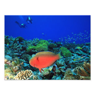 Foto Pez loro Sheephead Scarus