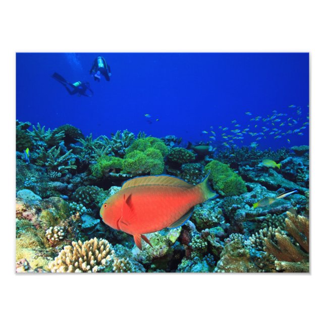 Foto Pez loro Sheephead Scarus (Frente)