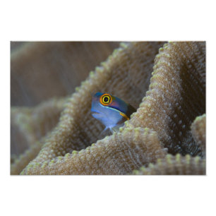 Foto Pez mariposa (Blenniidae) asomando la cabeza