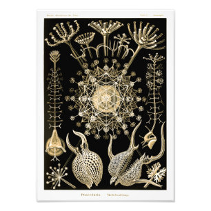 Foto Phaeodaria   61 Oro   Ernst Haeckel  