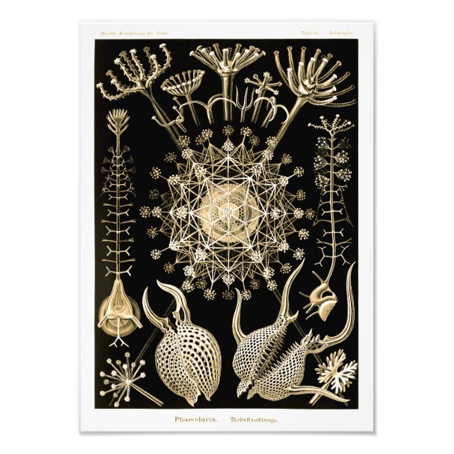 Foto Phaeodaria | 61 Oro | Ernst Haeckel | (Frente)