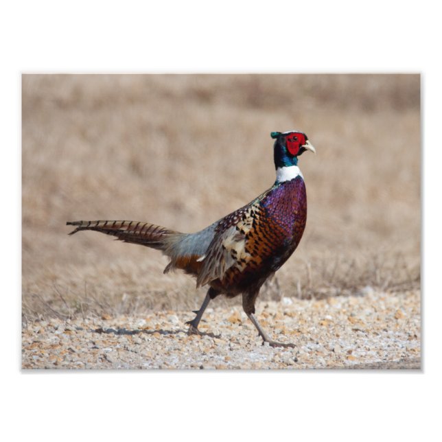 Foto Pheasant De Cuello Rojo (Frente)