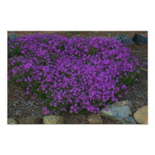 Foto Phlox del arrastramiento