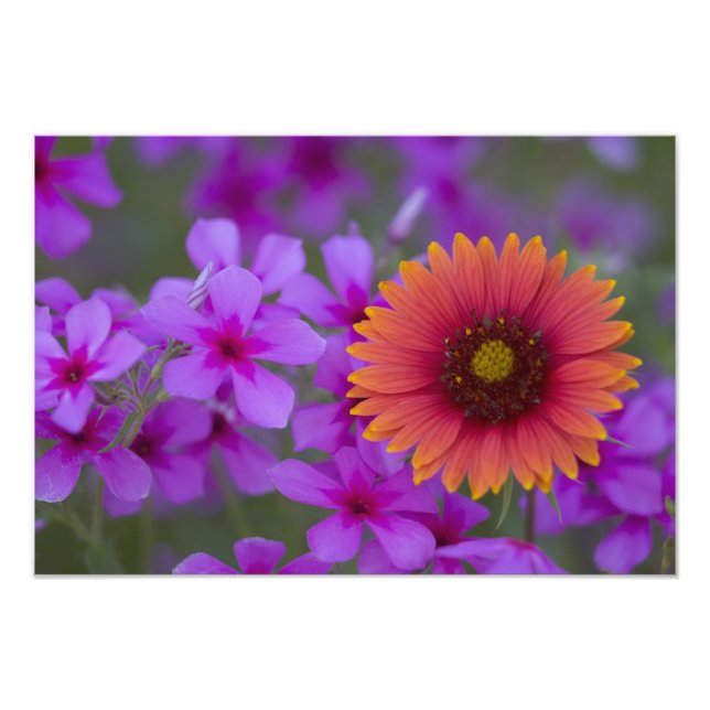Foto Phlox y manta india cerca de Devine Texas (Frente)