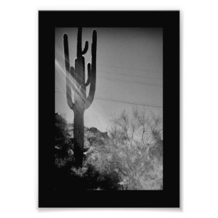 Foto Phoenix Cactus