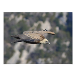 Foto Photo/poster du vautour fauve 