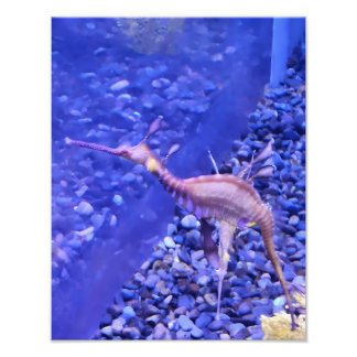 Foto Photograph #Y040 on MEDIUM SIZE Poster