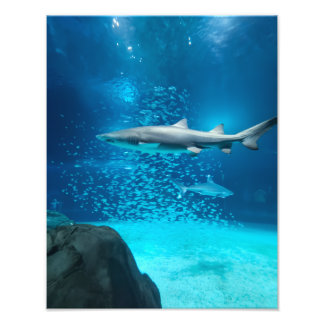 Foto Photograph #Y043 on MEDIUM SIZE Poster