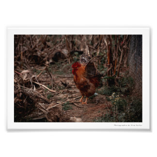 Foto Photographie Coq - Uekani - 17,7x12,7 cm