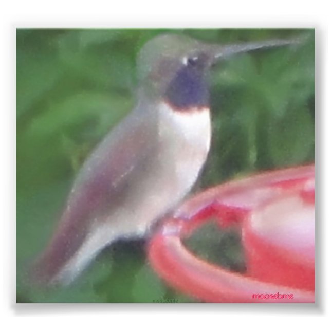 Foto Pic De Pájaro De Humming Relacionado Con Pix (Frente)