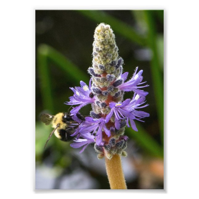 Foto Pickerelweed y abejorro (Frente)