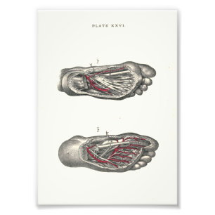 Foto Pie de la impresión de la anatomía de 1895 seres