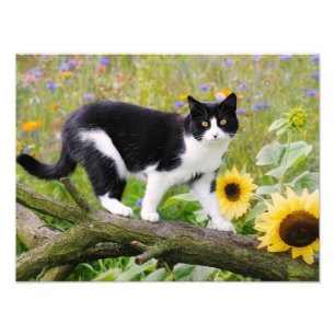 Foto Piel de esmoquin en una rama de árbol con girasol