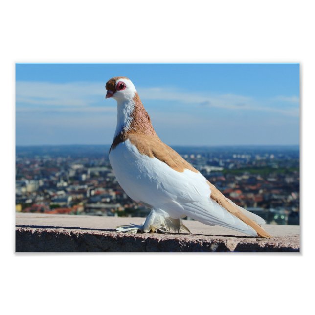Foto Pigeon à Budapest (Frente)