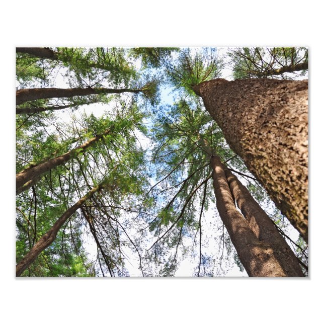 Foto Pina Árboles Al Cielo (Frente)