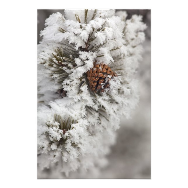 Foto Piña de pino lodgepole en invierno en Yellowstone (Frente)