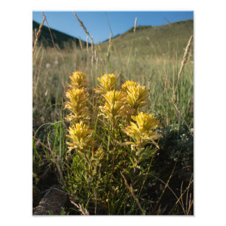 Foto Pincel amarillo de montaña Casper - WY de Casper