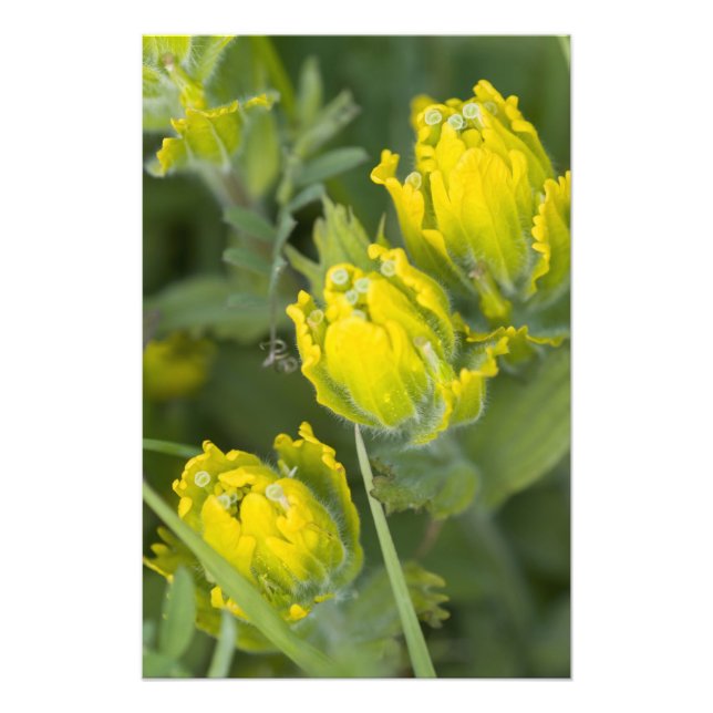 Foto Pincel dorado indio Castilleja (Frente)