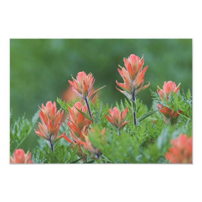 Foto Pincel indio, Castilleja miniata, Ouray, (Frente)