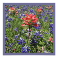 Pincel indio y Bluebonnets de Texas
