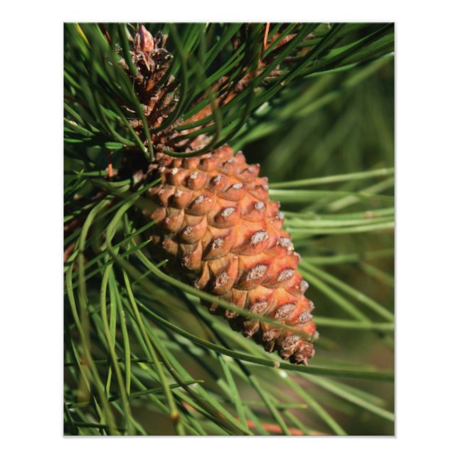 Foto Pine Cone Close (Frente)