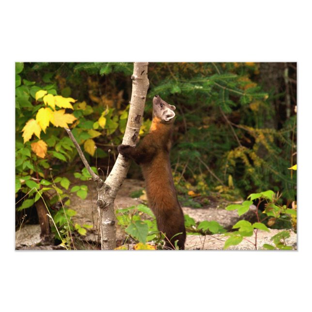 Foto Pine Marten Morning (Frente)