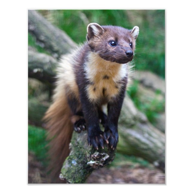 Foto Pine Marten Print (Frente)