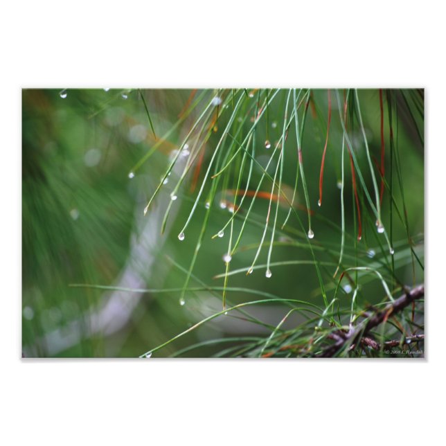 Foto Pine Needles After the Rain photo print (Frente)