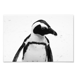 Foto Pingüino blanco y negro