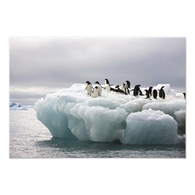 Foto Pingüino de Adelia Pygoscelis adeliae), (Frente)