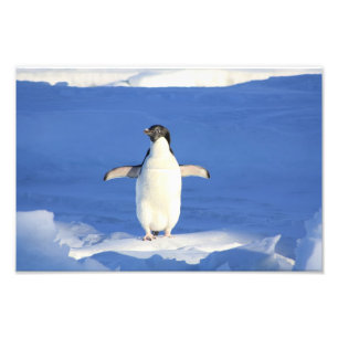 Foto Pingüino lindo