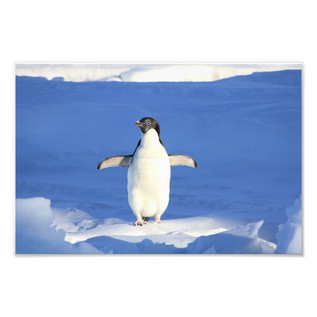 Foto Pingüino lindo (Frente)